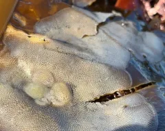 Steinberg's Corambe thumbnail 1