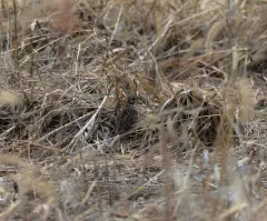 Smith's Longspur thumbnail 2