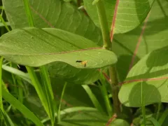 Strauzia longitudinalis thumbnail 3
