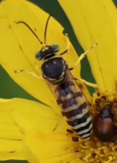 Glenostictia pictifrons thumbnail 3