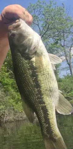 Spotted Bass thumbnail 2