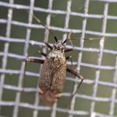 spotted plant bug thumbnail 1