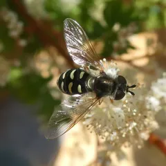 Large-tailed Aphideater thumbnail 3