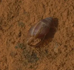 Mouse-eared Snail thumbnail 2