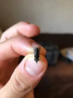 Haematopota americana thumbnail 1