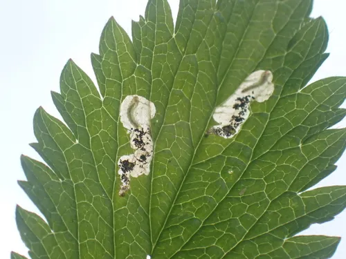 Cinquefoil Mining Sawfly