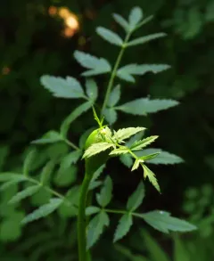 Canby's Angelica thumbnail 3