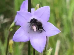 Short-horned Cellophane Bee thumbnail 3