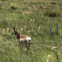 Pronghorn thumbnail 4