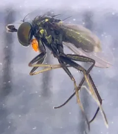 Chrysotus obliquus thumbnail 2