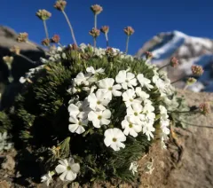 Henderson's Phlox thumbnail 4