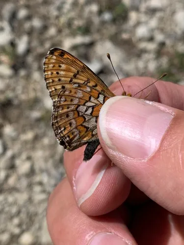 Astarte Fritillary