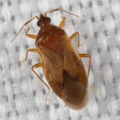 Amphiareus obscuriceps thumbnail 2