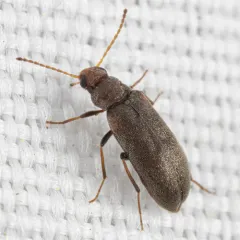 Microtonus sericans thumbnail 3
