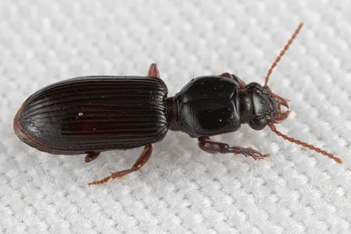 Clivina americana