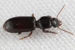 Clivina americana thumbnail 1