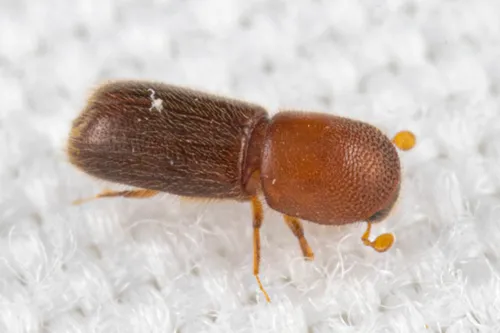 Cyclorhipidion bodoanum
