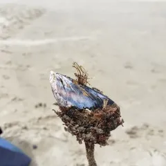 California Mussel thumbnail 4