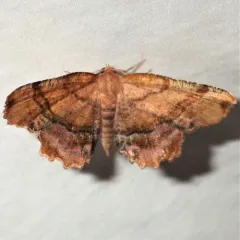 Scallop Moth thumbnail 3