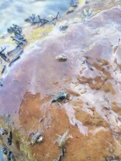 Small Western Green Drake thumbnail 2