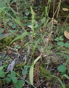 Whiteflower Rein Orchid thumbnail 4