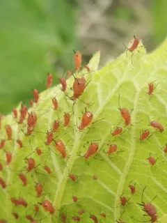Goldenglow aphid thumbnail 3