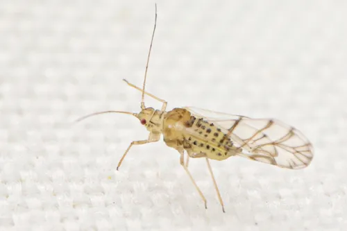 Spotted Alfalfa Aphid