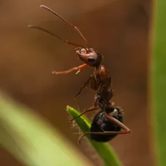 Uncertain Field Ant thumbnail 1