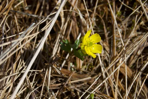 Sulphur Buttercup