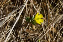 Sulphur Buttercup thumbnail 1