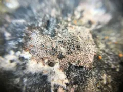 Hymenelia heteromorpha thumbnail 2