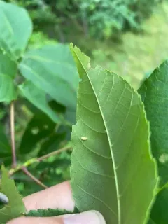 Hickory Urn Gall Midge thumbnail 3
