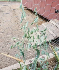 wild oat thumbnail 3