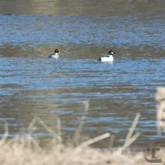 Common Goldeneye thumbnail 2