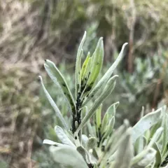 Silver Sagebrush thumbnail 3