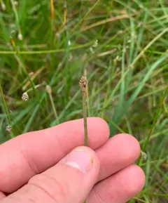 Flat-stem Spikerush thumbnail 3