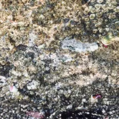 Red-trumpet Calcareous Tubeworm thumbnail 1