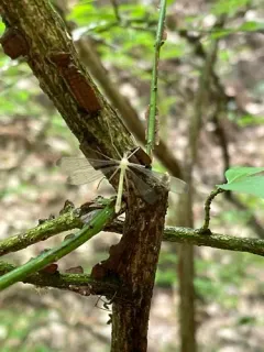 Black-tipped Hangingfly thumbnail 1