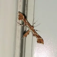 Rose Plume Moth thumbnail 2