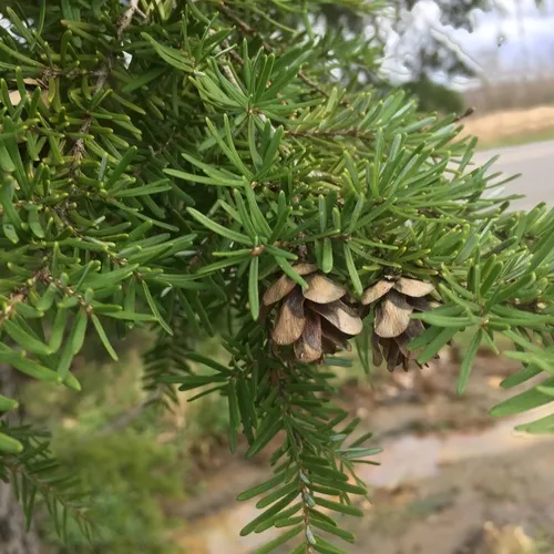 western hemlock