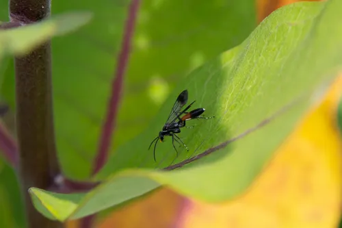 Sericopompilus apicalis