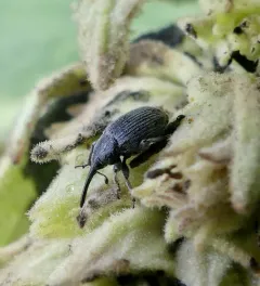 Rhinusa asellus thumbnail 3