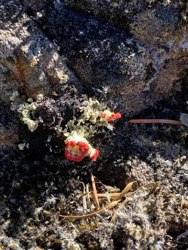 madame's cup lichen