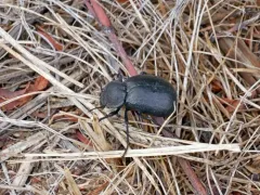 Stenomorpha puncticollis thumbnail 1