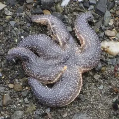 Forbes's Sea Star thumbnail 3