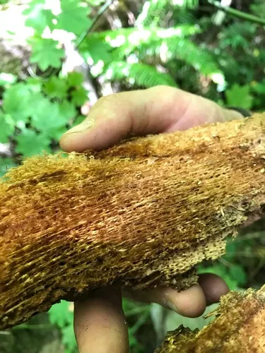 Laminated Root Rot