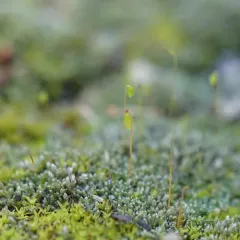 Silvery Bryum thumbnail 2