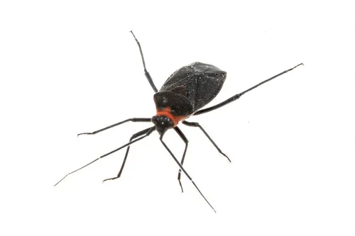 Prepops rubellicollis
