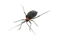 Prepops rubellicollis thumbnail 1