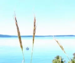 lemmon's needle grass thumbnail 2